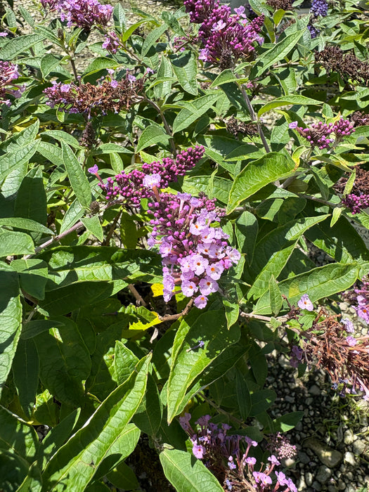 Pugster Periwinkle® Butterfly Bush