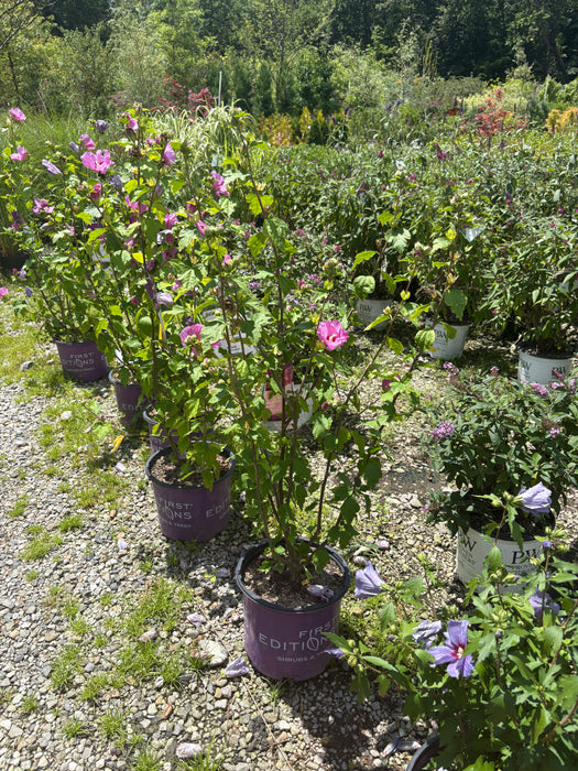 Tahiti Rose Of Sharon |First Editions|