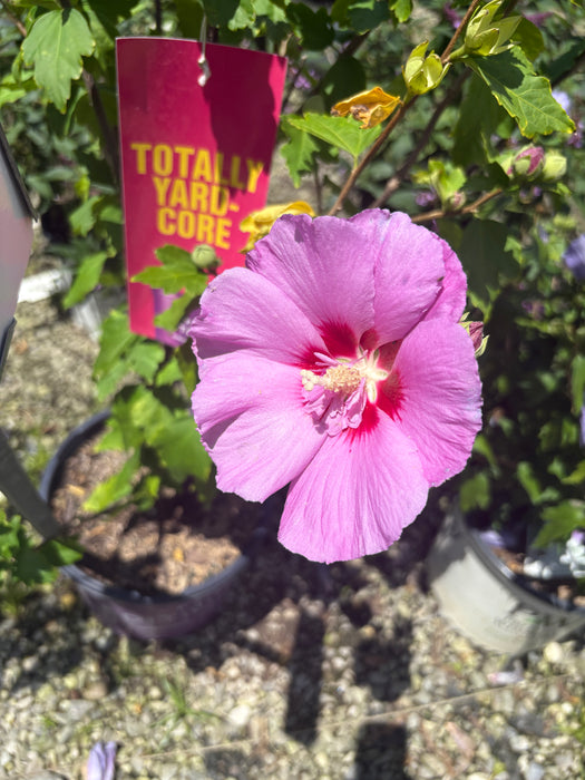 Tahiti Rose Of Sharon |First Editions|