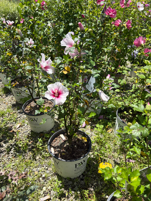 Paraplu Pink Ink Rose of Sharon