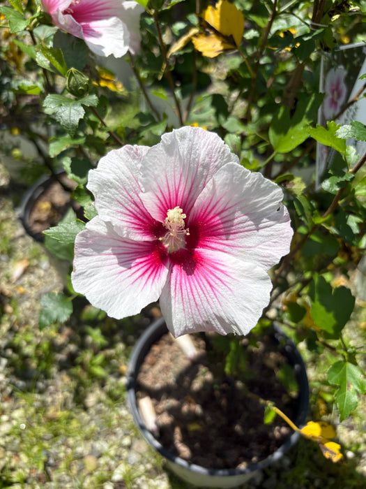 Paraplu Pink Ink Rose of Sharon