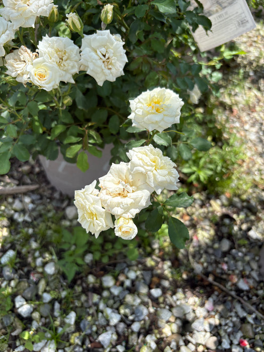 White Drift Rose