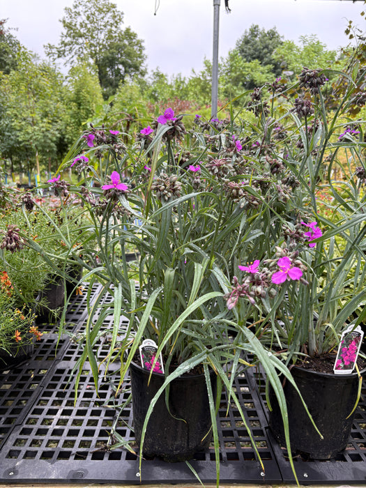 Concord Grape Spiderwort