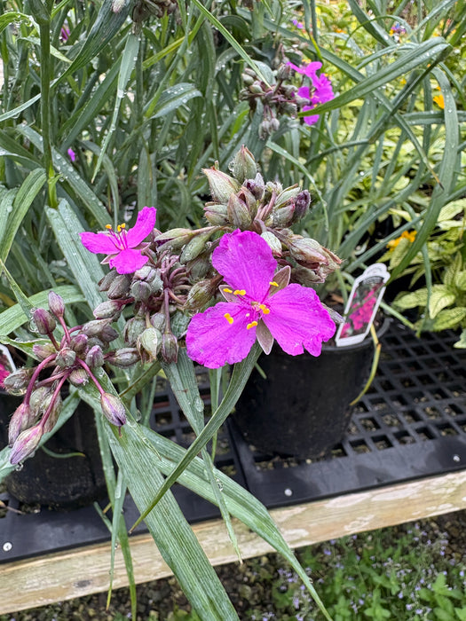 Concord Grape Spiderwort