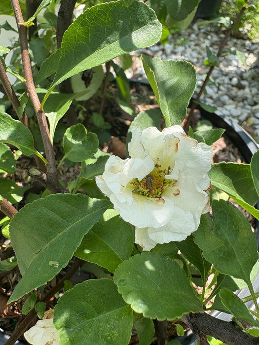 Double Take Eternal White® Flowering Quince