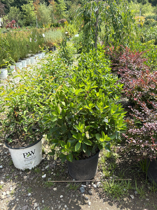 Summersweet/ Sweet Pepper Bush (Clethra alnifolia)