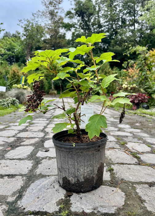 Pee Wee Oak Leaf Hydrangea