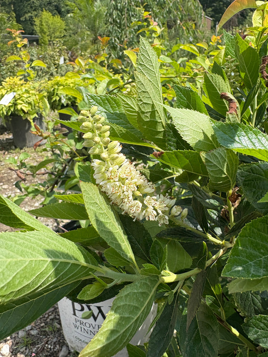 Summersweet/ Sweet Pepper Bush (Clethra alnifolia)