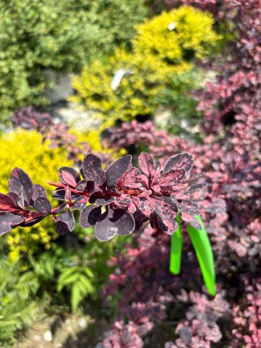 Rose Glow Barberry