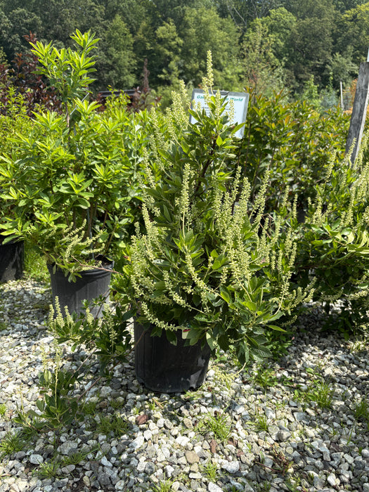 Sixteen Candles Summersweet