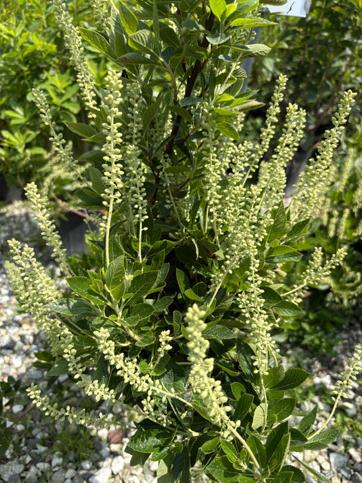 Sixteen Candles Summersweet