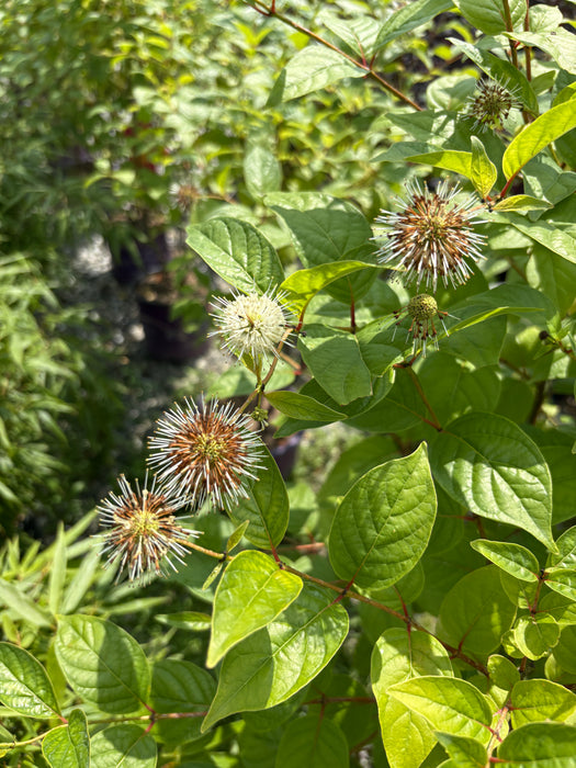 Fiber Optics Buttonbush (Cephalanthus)