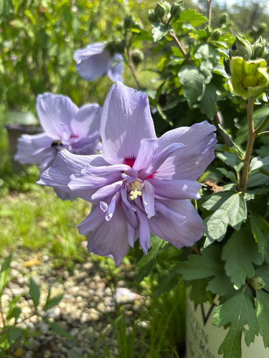 Blue Chiffon® Rose Of Sharon