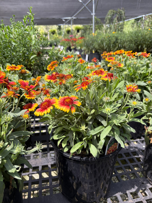 Arizona Sun Blanket Flower