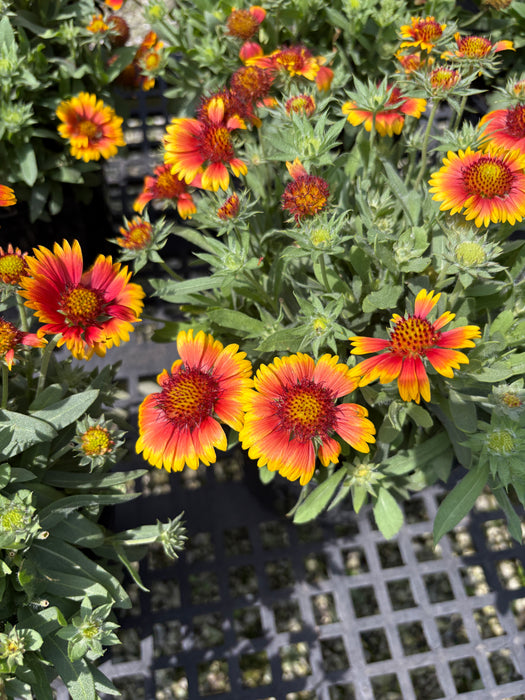Arizona Sun Blanket Flower