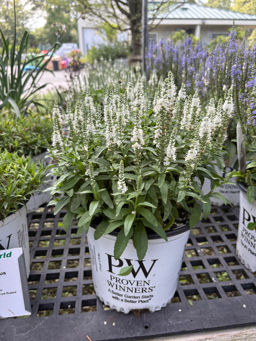 Magic Show® White Wands Veronica