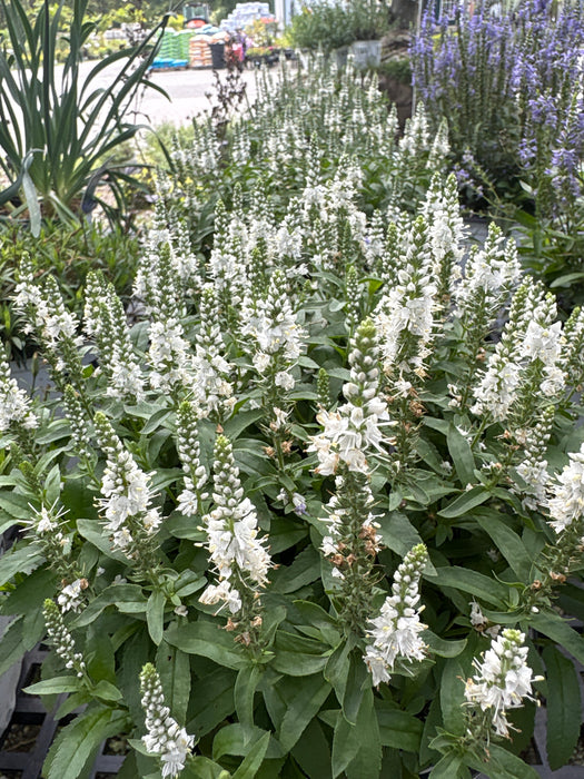Magic Show® White Wands Veronica