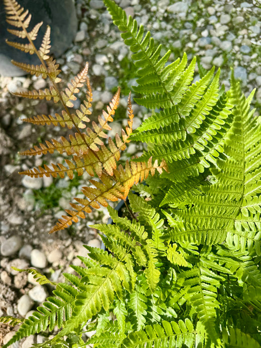 Brilliance Autumn Fern