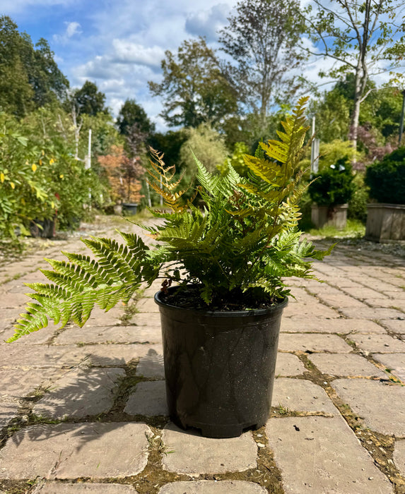 Brilliance Autumn Fern