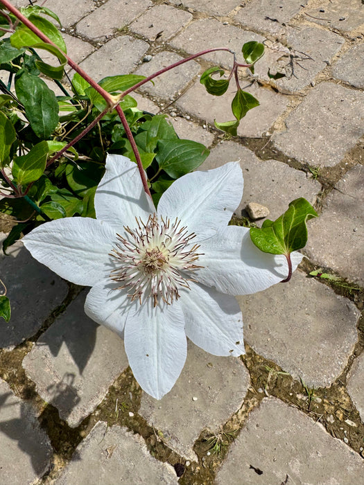 Henryi Clematis