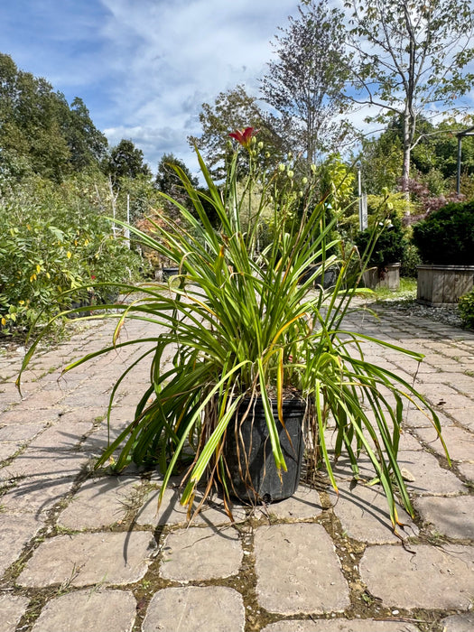 Ruby Stella Daylily