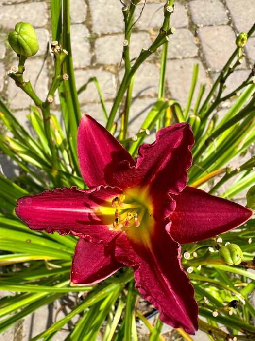 Ruby Stella Daylily