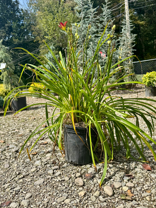 Ruby Stella Daylily