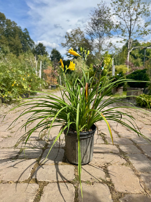 Happy Returns Daylily