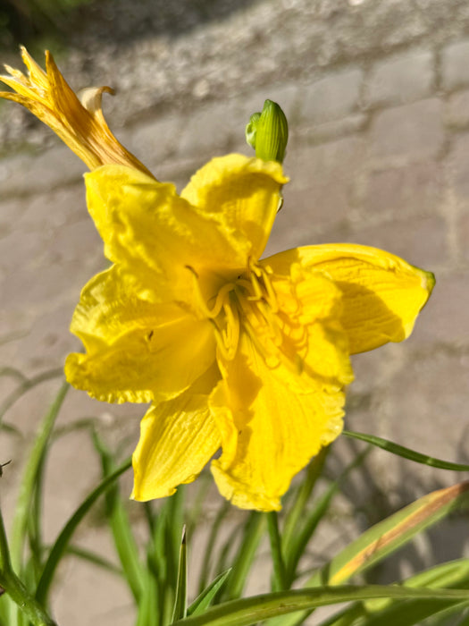 Happy Returns Daylily