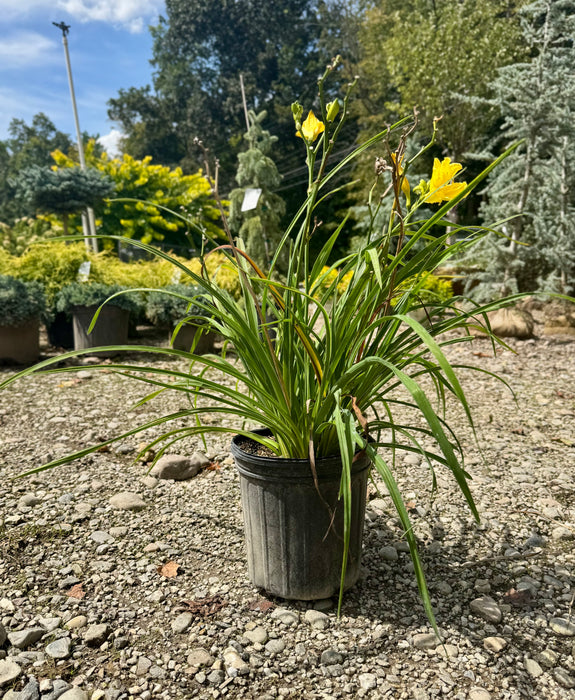 Happy Returns Daylily