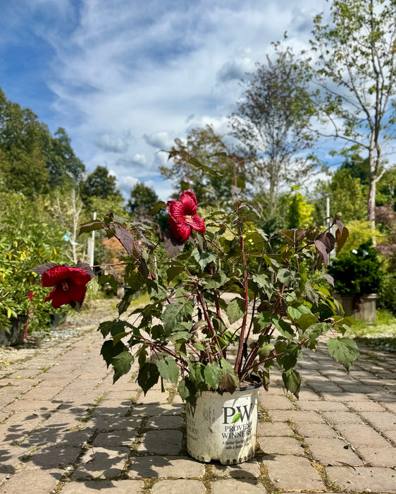 Summerific® Holy Grail Rose Mallow (Hibiscus)