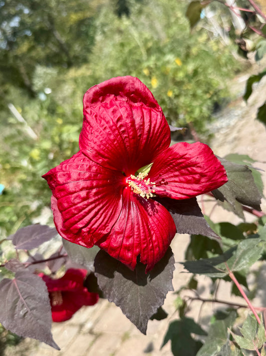Summerific® Holy Grail Rose Mallow (Hibiscus)