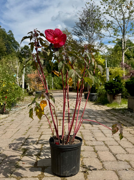 Mars Madness Rose Mallow Hibiscus