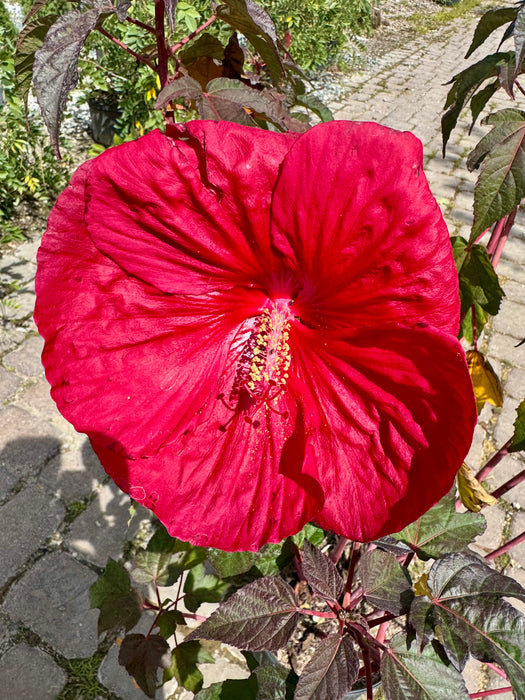 Mars Madness Rose Mallow Hibiscus