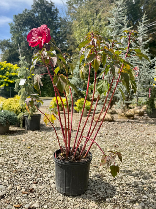 Mars Madness Rose Mallow Hibiscus