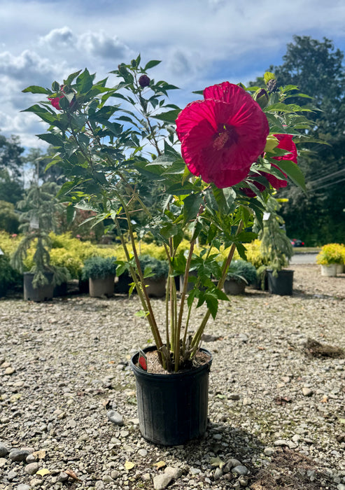 Summer In Paradise Rose Mallow (Hibiscus)