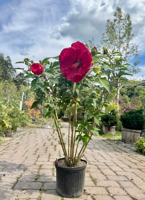 Summer In Paradise Rose Mallow (Hibiscus)