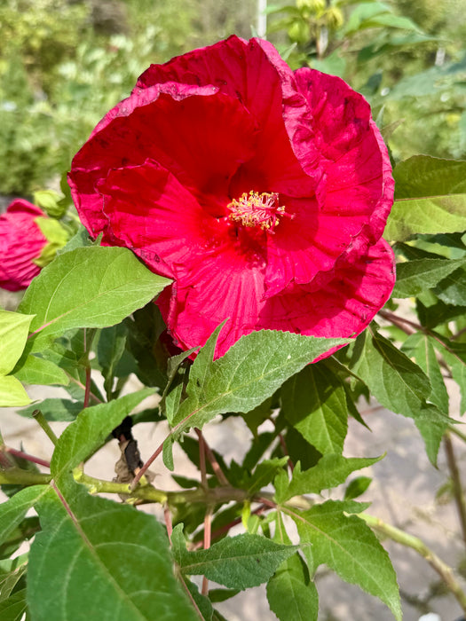 Summer In Paradise Rose Mallow (Hibiscus)
