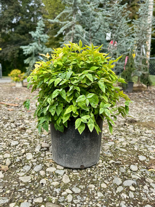 Fire Power Heavenly Bamboo