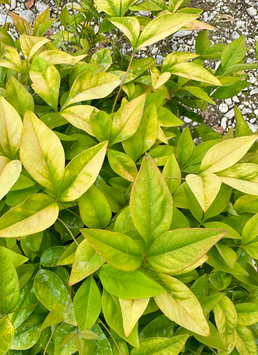 Fire Power Heavenly Bamboo