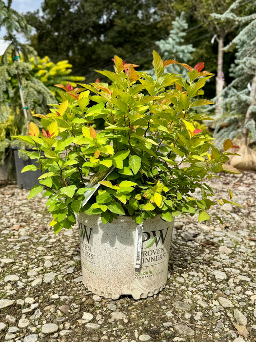 Double Play® Candy Corn® Spirea