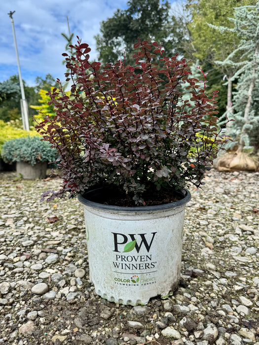 Sunjoy Mini Maroon Barberry