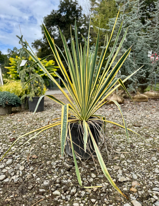 Bright Edge Yucca