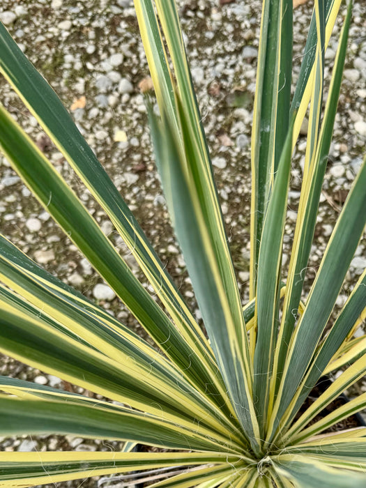 Bright Edge Yucca
