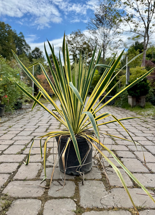 Bright Edge Yucca