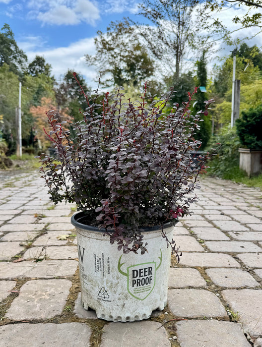 Sunjoy Mini Maroon Barberry
