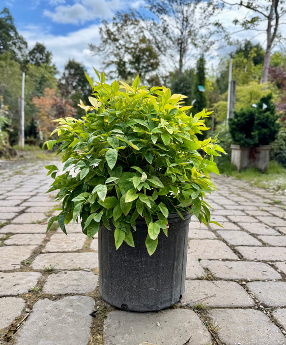 Fire Power Heavenly Bamboo