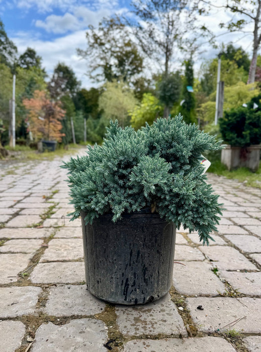 Blue Star Juniper