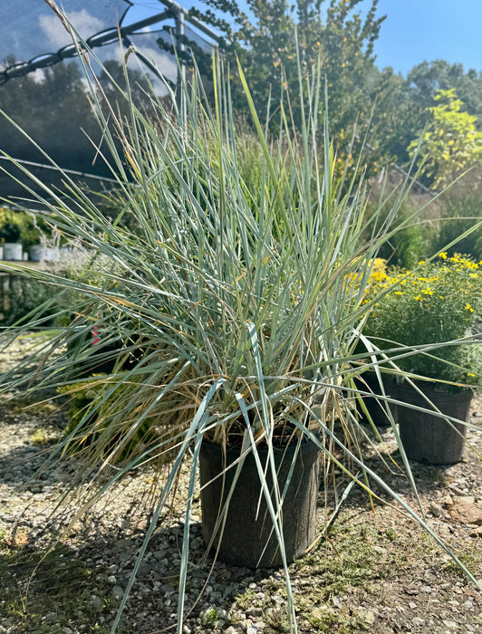 Blue Dune Lyme Grass