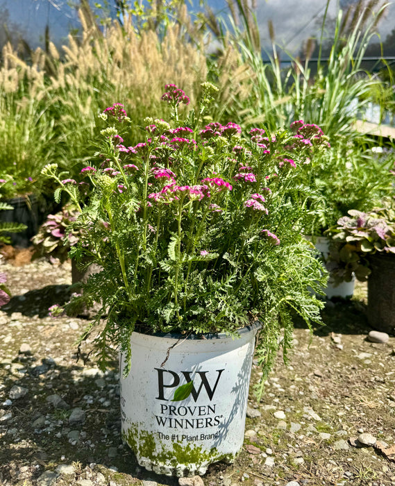 Firefly Fuchsia Yarrow